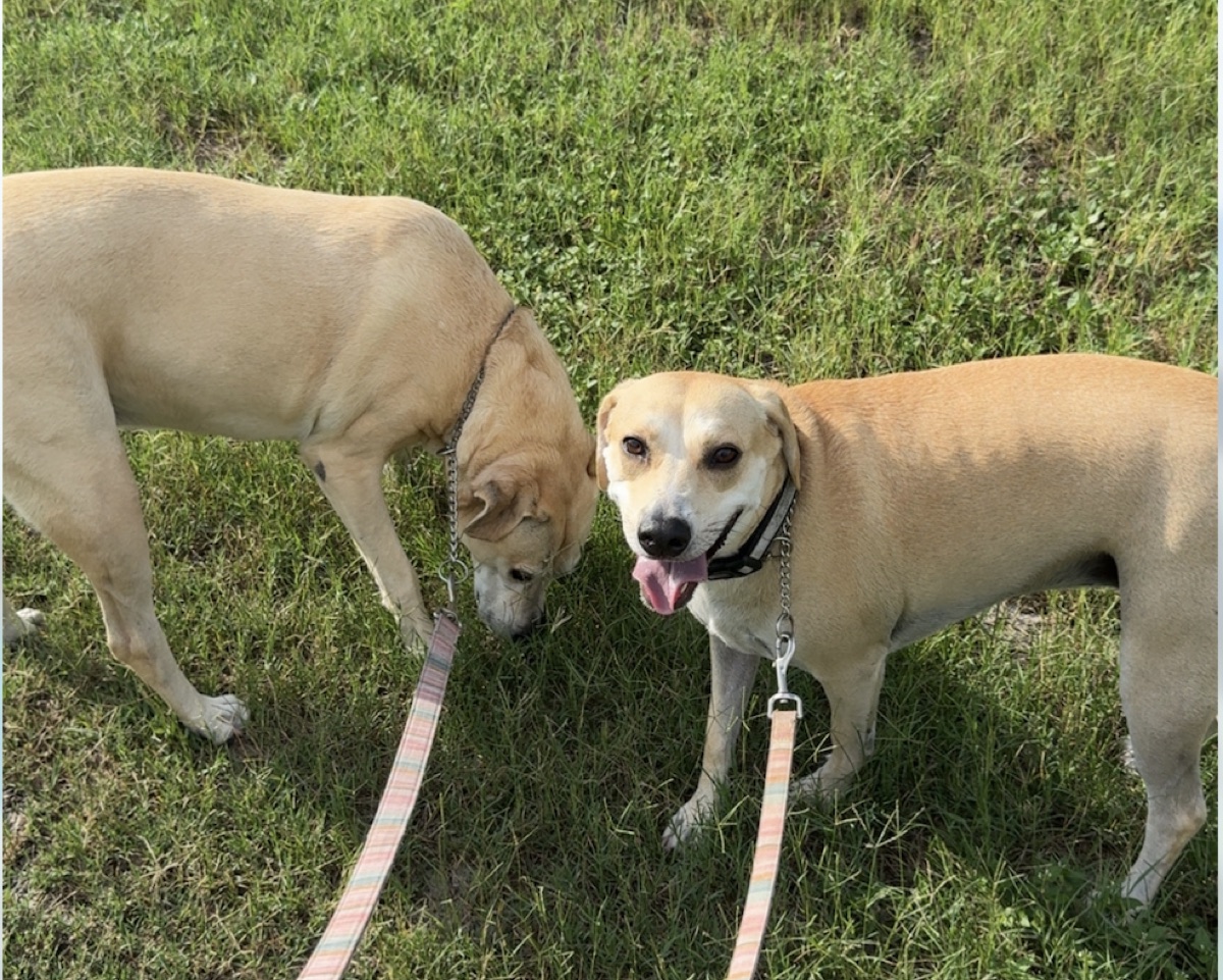 Eevee and Trixie, two tan girl dogs standing in the grass